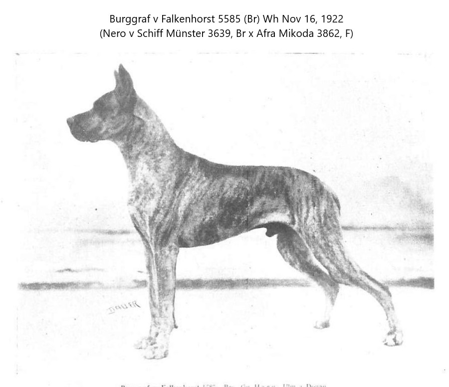 Burggraf v Falkenhorst